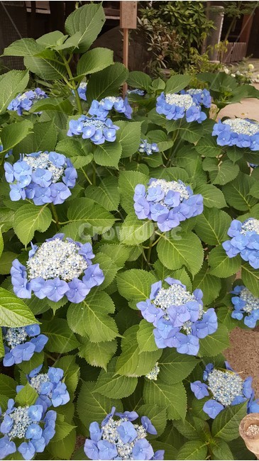 수국,꽃,일본,신사,푸른수국,자연,풍경,경관,식물,자연,plants,nature,꽃,flower