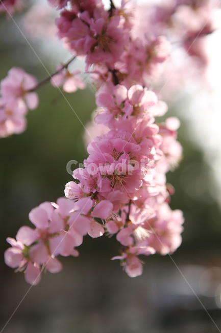 꽃,분홍꽃,봄,spring,앵두꽃,식물,blossom,flower,봄,계절,spring,season