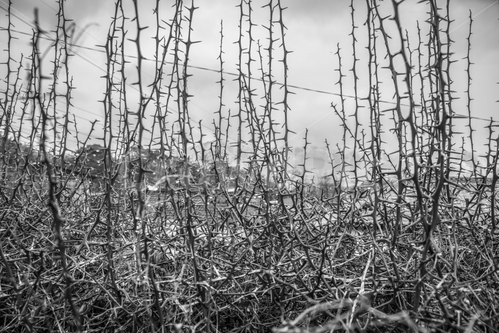 식물,나무,가시,가시나무,매동마을,지리산,마을,시골,식물,자연,plants,nature,흑백,모노톤,monochrome,black and white