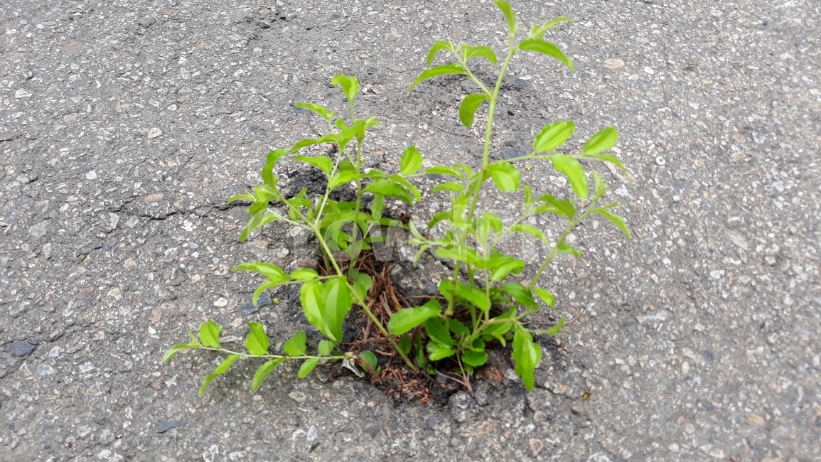 식물,아스팔트,강인함,어린나무,초록,plant,ground