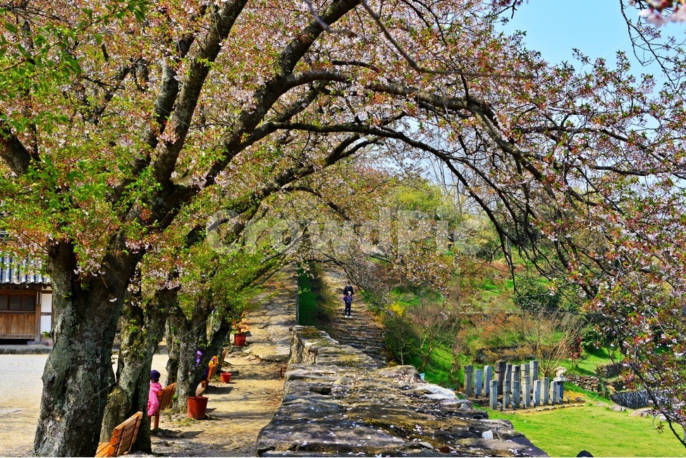 고창,고창읍성,모양성,봄,벚꽃,계절,scenery,풍경,landscape,경치,nature,자연,outdoors,옥외,plant,식물,flower,blossom,꽃,human,인간,person,사람
