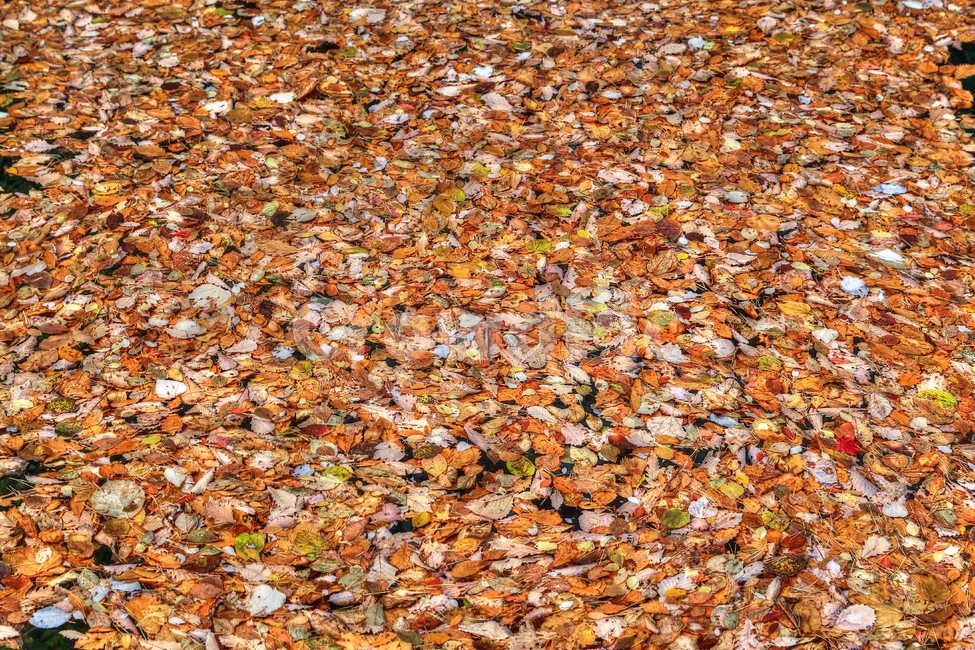 가을,단풍,낙엽,나뭇잎,자연,가을,계절,fall,autumn,season,식물,자연,plants,nature