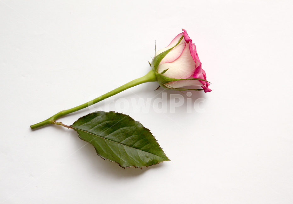 꽃,장미,장미꽃,핑크,생화,rose,flower,pink,신선한,green,leaf,leaves,녹색,그린,잎,나뭇잎,장미잎,탑앵글,식물,사랑,로맨스,love,romantic,한송이,one,플라워,자연,흰배경,꽃,flower,누끼,remove background