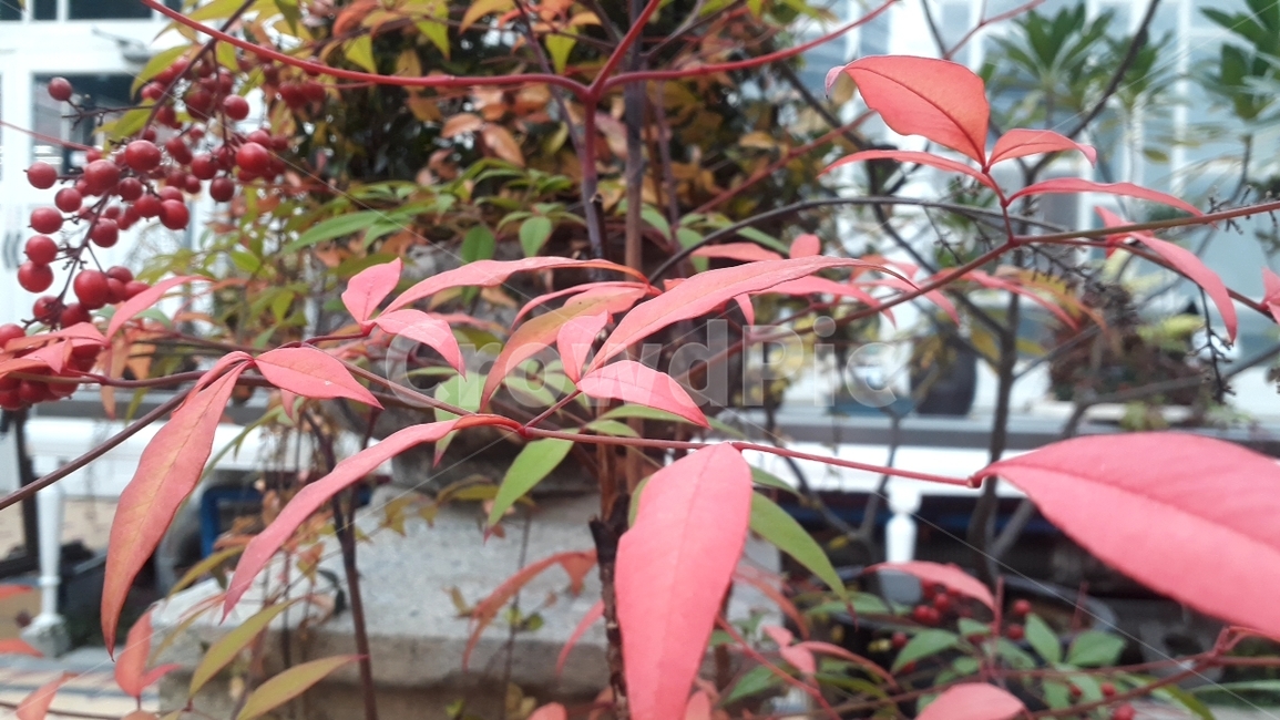 잎사귀,잎,풀잎,풀,풀밭,화분,식물원,수목원,온실,온실화초,식물,자연,plants,nature