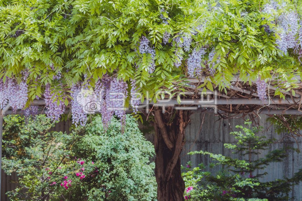 purple flower,rattan,purple,Rattan bench,wisteria flower,flower