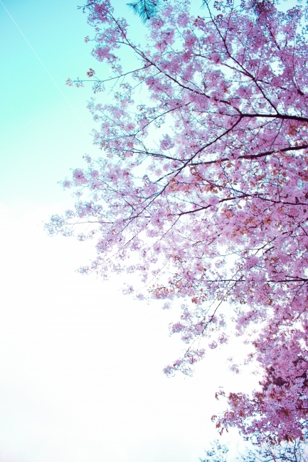 벛꽃,하늘,핑크,봄,봄날,따뜻함,식물,자연,plants,nature,봄,계절,spring,season,꽃,flower,plant,blossom