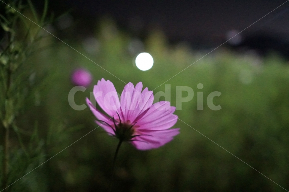 꽃,코스모스,야경,감성,emotion,가을,계절,fall,autumn,season,야경,밤,풍경,nightscape,night,landscape,식물,자연,plants,nature,꽃,flower,감성,sensible,feeling,blossom,daisies,데이지,daisy,plant