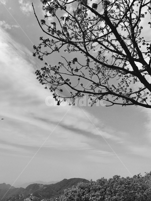 흑백,구름,나무,산,봄,자연,풍경,nature,landscape,식물,plants,나무,trees,wood,흑백,모노톤,monochrome,black and white