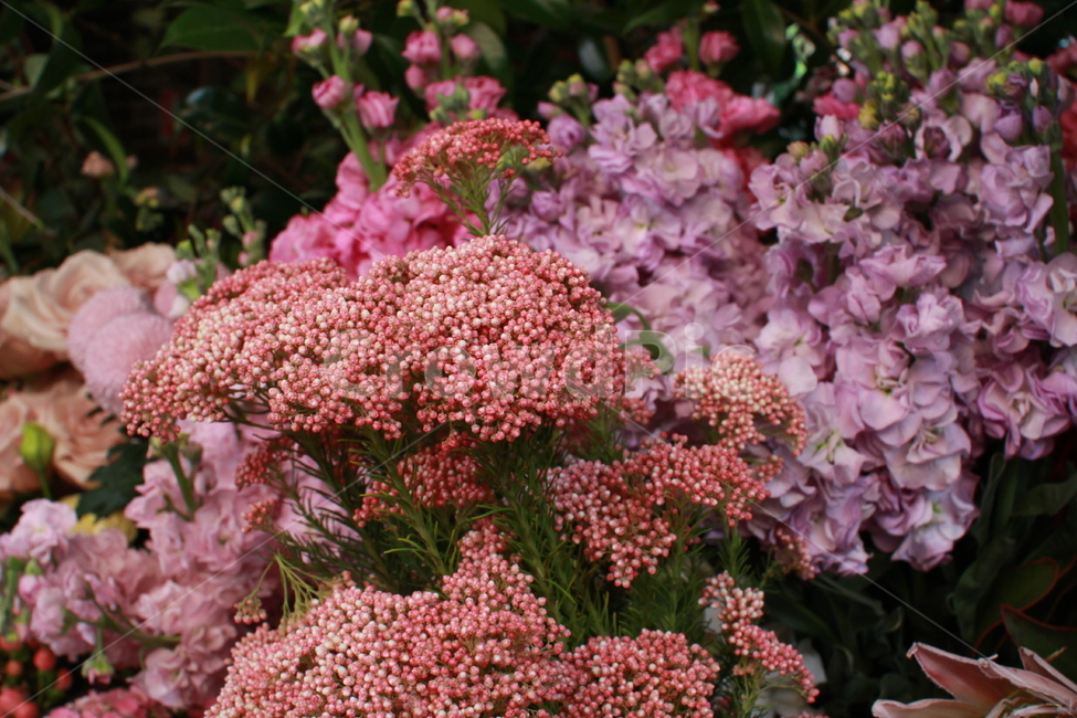 꽃,빨간색,분홍색,flower,red,pink,yellow,여러가지,꽃,flower