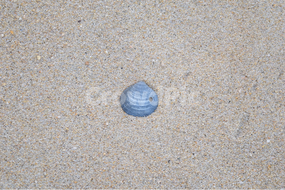 바다,해변,조개,모래,아름다움,자연,물,여름,휴가,힐링,고요,배경화면,ocean,beach,wave,sand,sea,sandy,nature,blue,beautiful,background,water,summer,shellfish,clam,해변,바다,beach,sea