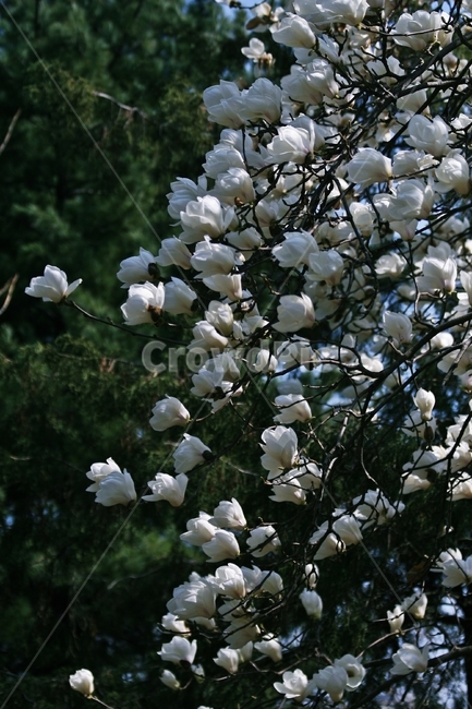 flower,blossom,plant,꽃,식물