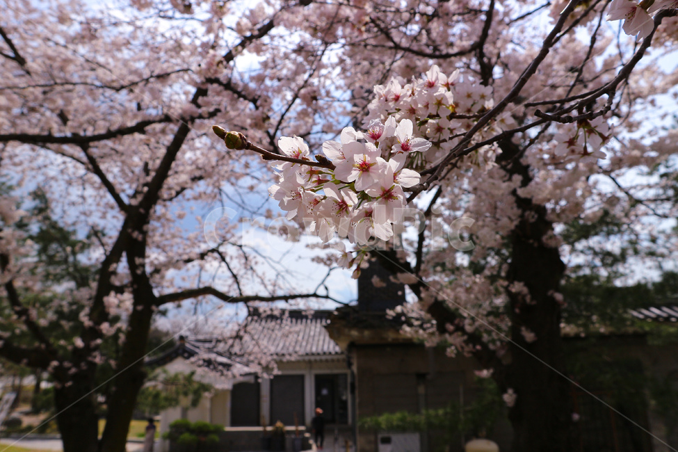 spring,cherry blossoms,flowers,Bomun Complex,cheeryblossom,Gyeongju,flower