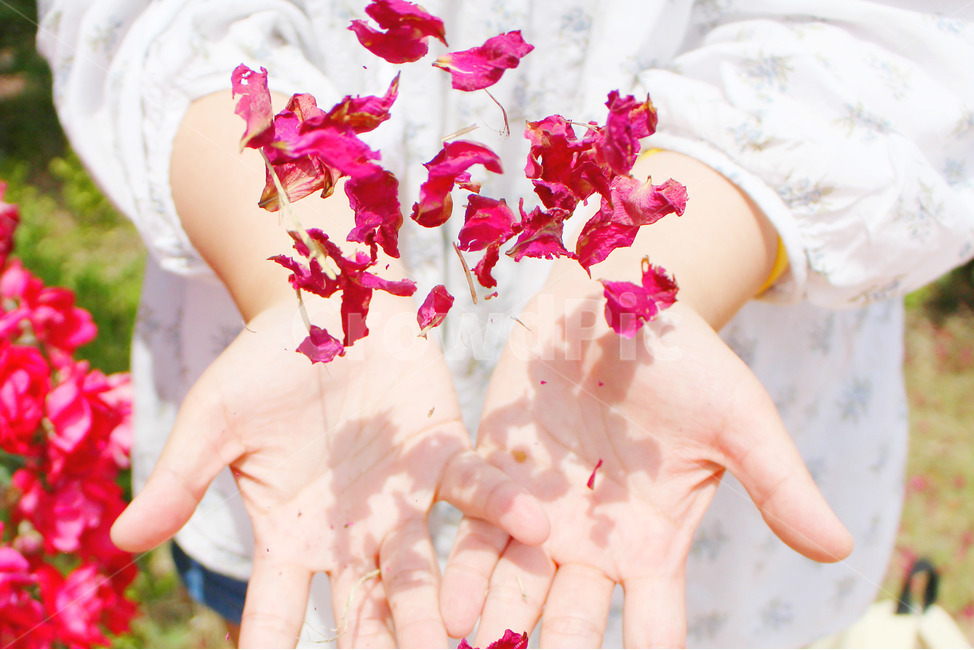 감성사진,자연,하늘,꽃,장미,색감,보정,flower,summer,nature,red,color,손,사람,그림자,hand,people,fly,꽃잎,장미잎,잎,여름,식물,자연,plants,nature,꽃,flower,사람,인물,인간,human,person,신체일부,몸,body,감성,sensible,feeling