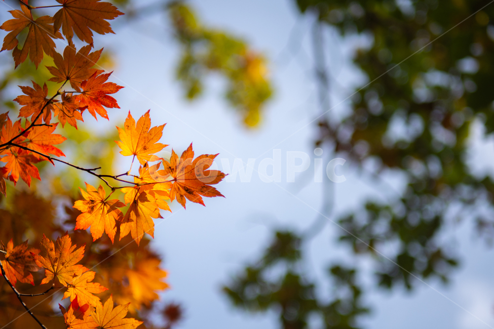 가을,단풍,단풍잎,나뭇잎,주황,빨간,산,자연,풍경,감성,하늘,가을,계절,fall,autumn,season,식물,자연,plants,nature,leaf,잎,plant,tree,나무