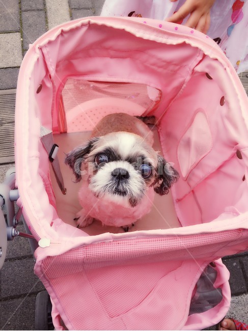 동물,강아지,반려견,강아지유모차,시추,귀요미,핑크,동물,animal,포유류,mammal,개,강아지,dog,doggy