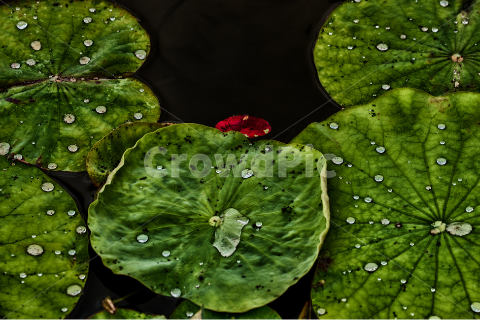 연지,연잎,초록,감성샷,여름,식물,자연,plants,nature