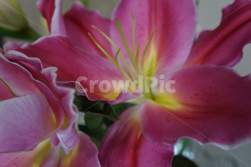 백합,plant,식물,flower,꽃,blossom,식물,자연,plants,nature,꽃,flower