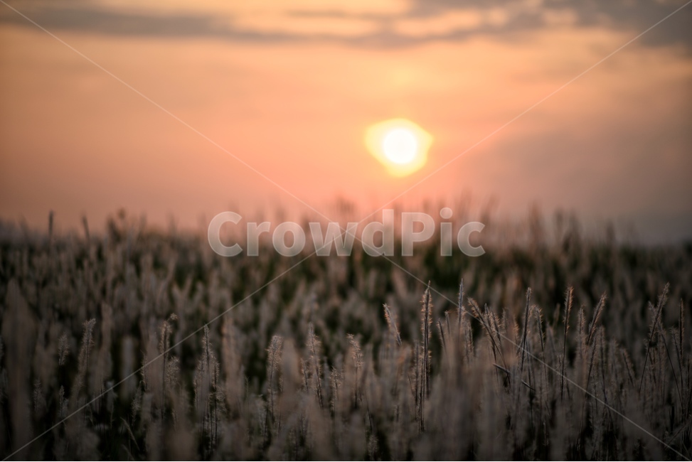 노을,일몰,태양,억새풀,풍경,자연,풍경,nature,landscape,grass,잔디,plant,식물