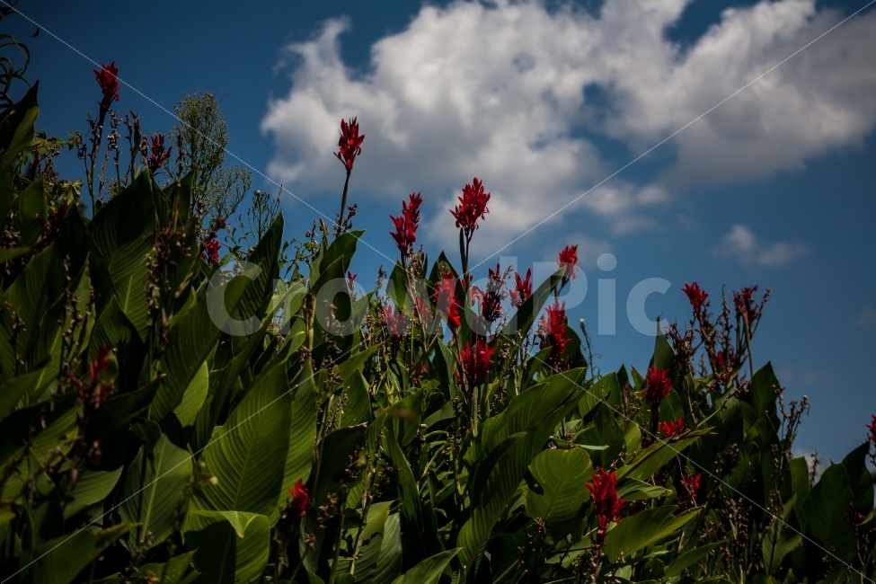 꽃,제주,구름,풍경,자연,제주도,식물,자연,plants,nature,꽃,flower