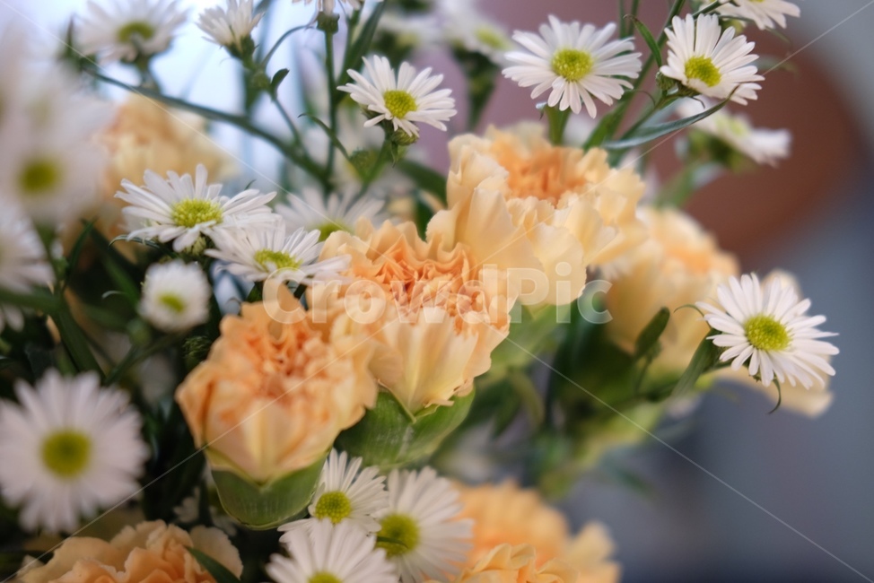 꽃,초록,감성사진,flowers,green,식물,자연,plants,nature,꽃,flower