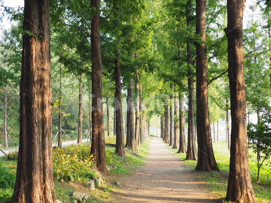 하늘공원,메타세콰이어길,숲길,가을풍경,서울공원,상암하늘공원,메타세콰이어,숲,tree,nature,park