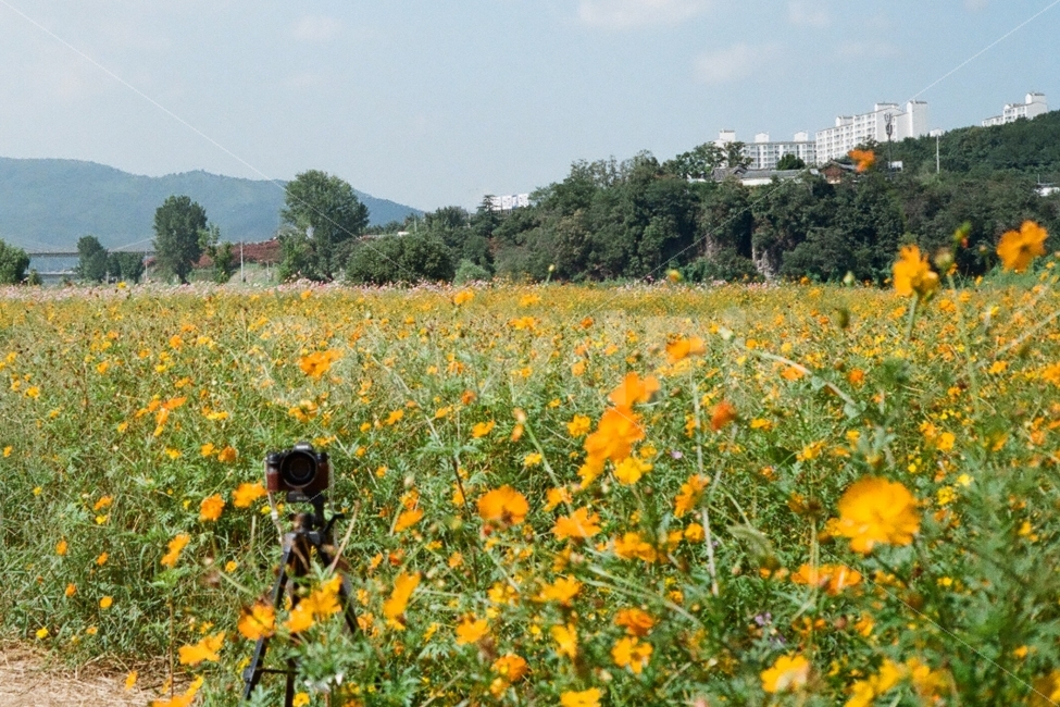 코스모스,카메라,꽃,가을,감성,자연,풍경,nature,landscape,가을,계절,fall,autumn,season,식물,plants,꽃,flower,사물,물건,오브젝트,thing,object,matter,grassland,목초지,field,들,outdoors,옥외,rural,농촌,farm,농장,meadow