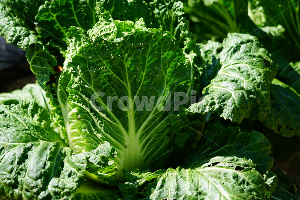 배추,야채,채소,농장,밭,밭농사,농촌,vegetable,greens,신토불이,김치,식재료,식자재,napacabbage,chinesecabbage,field,farm,식물,plant,자연,nature,시골,country,음식,식재료,요리,food,cook,meal,dishes,food reserves,채소,야채,vegetables