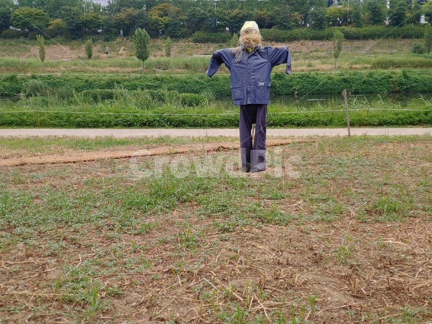 해수아비,들판,농사,홀로,외로움,지킴이,파수꾼,지키다,헌옷,낡은,scarecrow,field,agriculture