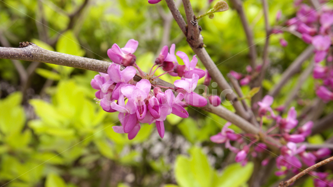 보라색,보라색꽃,보라,꽃,꽃나무,야생화,자연,식물,꽃배경,flowers,flowertree,violet,violetflower,nature,flowerbackground,background,wildflower