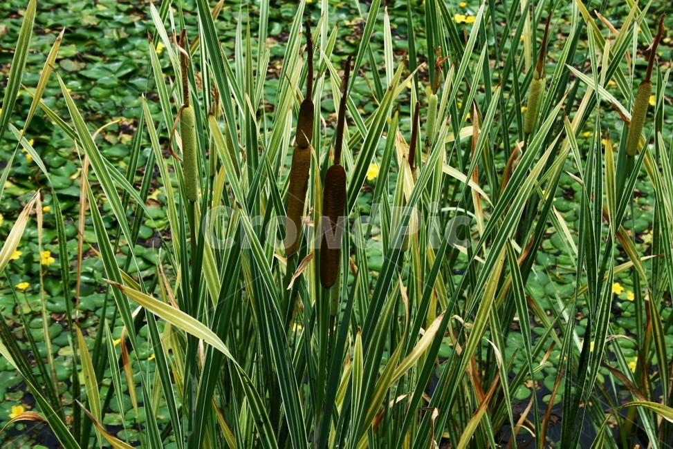 무늬부들,부들과,여러해살이풀,수생식물,관상식물,식물,자연,plants,nature
