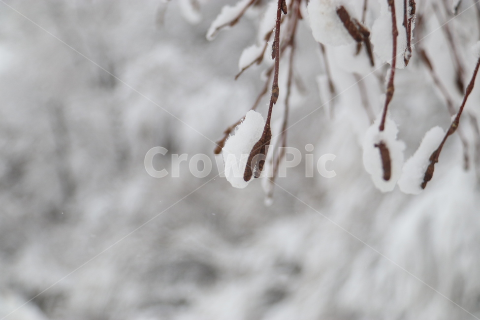 눈,winter,snow,겨울,나무,자연,강원도,쓸쓸,고요,겨울,계절,winter,season