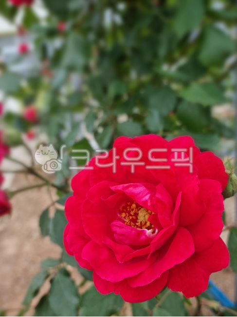blossom,red rose,Rose,leaf,One bunch,A rose,flower,flower bud,plant,rose