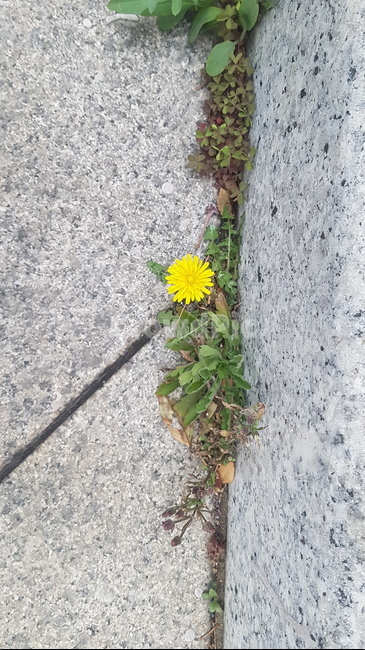 plant,식물,들꽃,꽃,풀