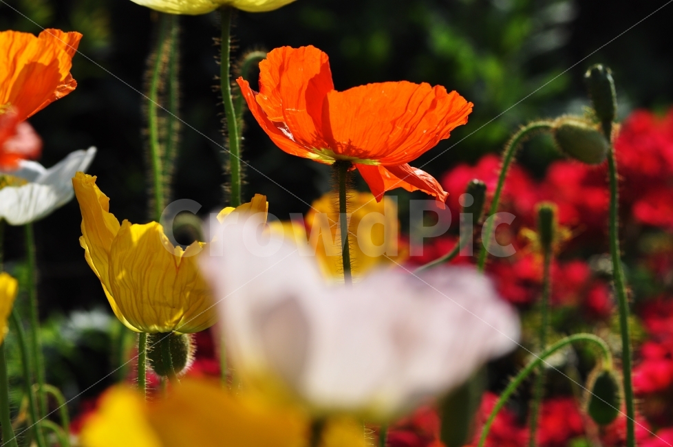 꽃,양귀비,꽃밭,붉은꽃,아름다움,미,사랑,식물,자연,plants,nature,꽃,flower