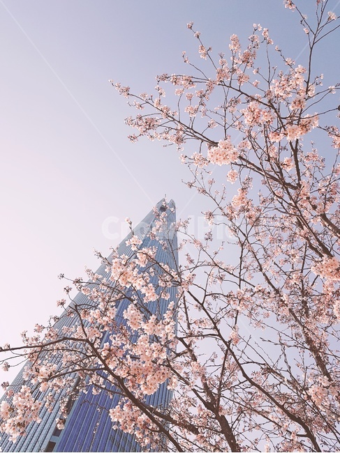 벚꽃,배경,석촌호수,잠실,분홍,봄,계절,spring,season,랜드마크,landmark,tourist attraction,한국랜드마크,한국관광지,한국명소,korea landmark,korea tourist attraction,plant,식물,blossom,꽃,cherry blossom,flower