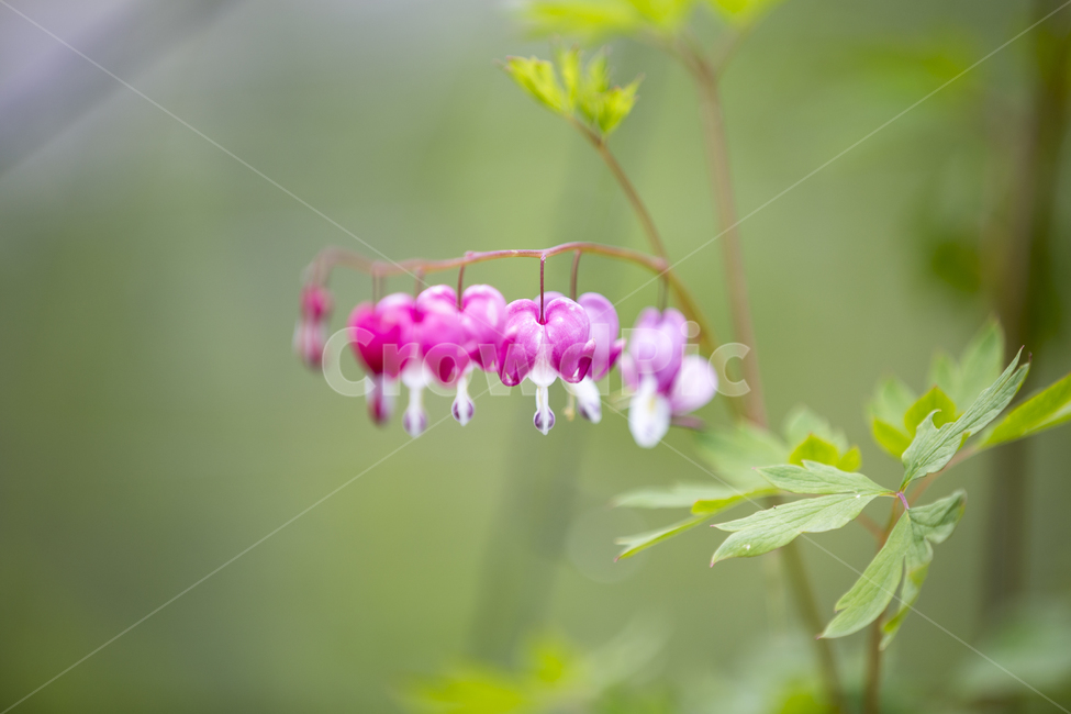금낭화,꽃,flower,dicentraspectabilis,야생화,야생초,하트모양,꽃말,당신을따르겠습니다,여름,가을,식물,plant,lamprocapnosspectabilis,플라워,산,숲,숲길,정원,garden,forest,path,식물,자연,plants,nature,꽃,flower