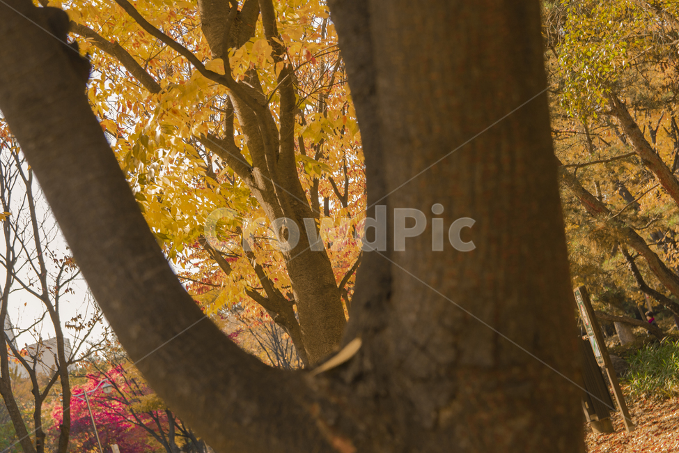 낙엽,가을,풍경,단풍나무,가을절정,절정,따스한,따듯함,가을,계절,fall,autumn,season,tree,나무,plant,식물,tree trunk,나무 줄기