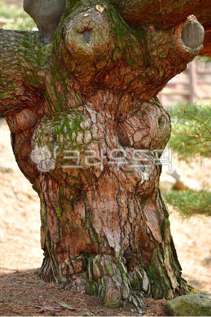 pine tree,tree trunk,protected tree,tree,Old giant tree,stump