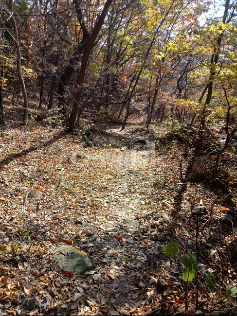도로,길,등산로,산책로,road,가을,단풍,낙엽,계절