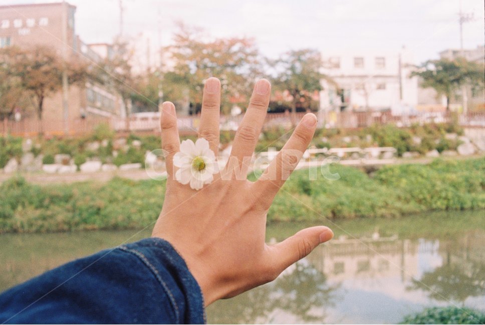 자연,풍경,필름,필름사진,손사진,감성사진,꽃반지,곷사진,들곷,꽃,flower,사람,인물,인간,human,person,신체일부,몸,body