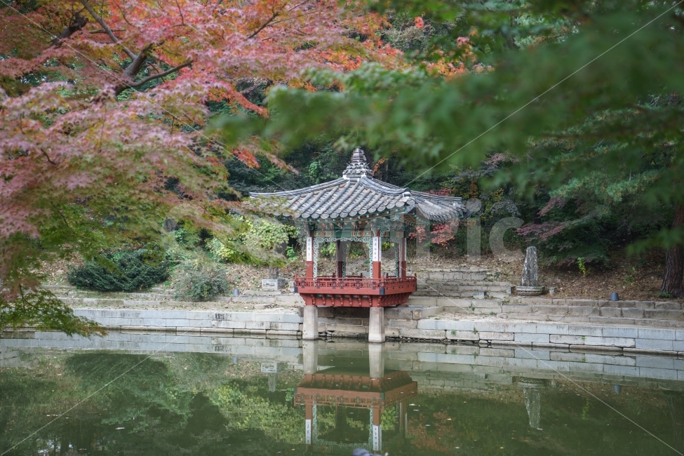 창덕궁,창덕궁후원,고궁,조선시대,가을,풍경,나들이,미녀와야수교,정자,가을,계절,fall,autumn,season,한국전통,한국문화,korean traditional,korean culture,랜드마크,landmark,tourist attraction,한국랜드마크,한국관광지,한국명소,korea landmark,korea tourist attraction