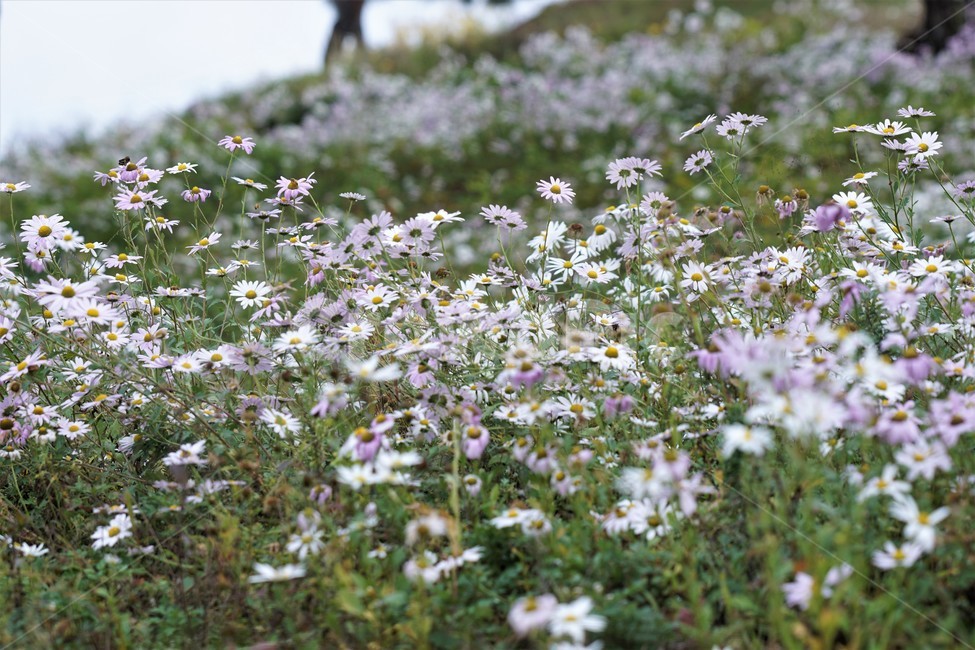 가을,구절초,자연,꽃,식물,예쁨,autumn,fall,season,flower,계절,식물,자연,plants,nature,꽃,flower