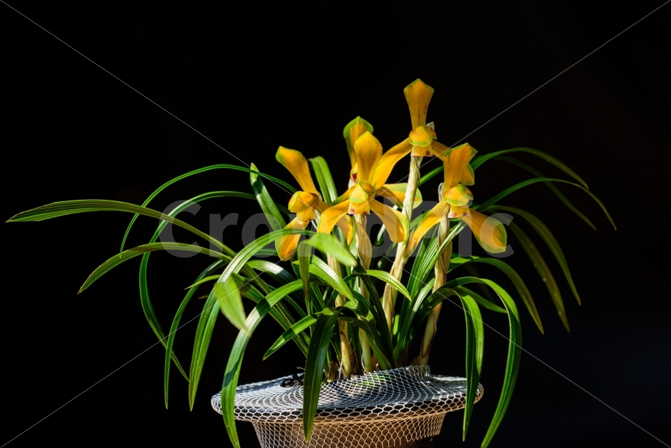 춘난,춘란,꽃,난꽃,태극선,식물,자연,plants,nature,꽃,flower