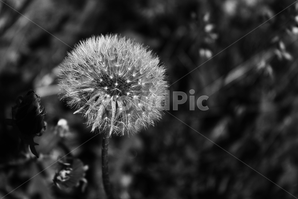 휴식,흑백,꽃,민들레,자연,흑백,모노톤,monochrome,black and white