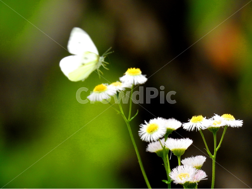 식물,꽃,동물,곤충,나비,자연,식물,자연,plants,nature,꽃,flower,동물,animal,곤충,벌레,insect,bug