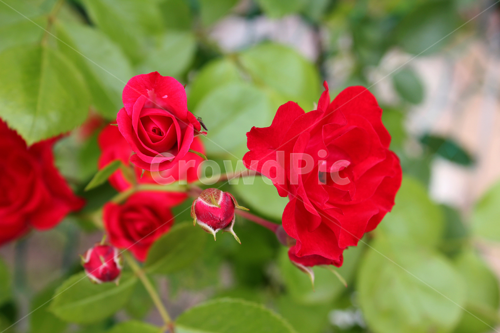 장미,장미꽃,빨간장미,빨강,red,rose,사랑,로맨스,장미넝쿨,love,식물,정원,야외,봄,5월,자연,bush,day,fresh,green,spring,plant,그린,녹색,꽃봉우리,식물,자연,plants,nature,꽃,flower