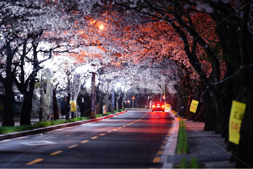 야경,봄,벚꽃,꽃,풍경,자동차,봄,계절,spring,season,야경,밤,풍경,nightscape,night,landscape,교통,교통수단,traffic,transportation,plant,식물