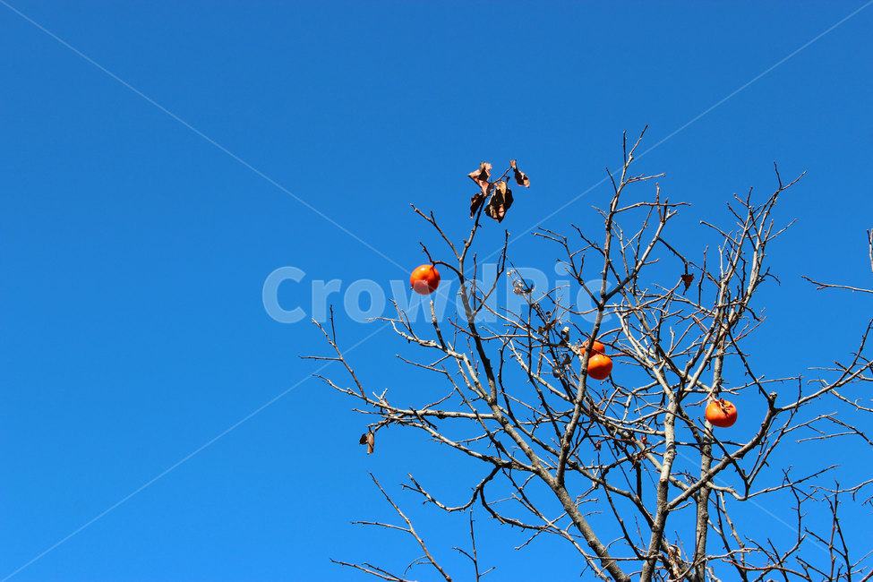 plant,식물,fruit,과일,food,음식,감,가을,계절,fall,autumn,season