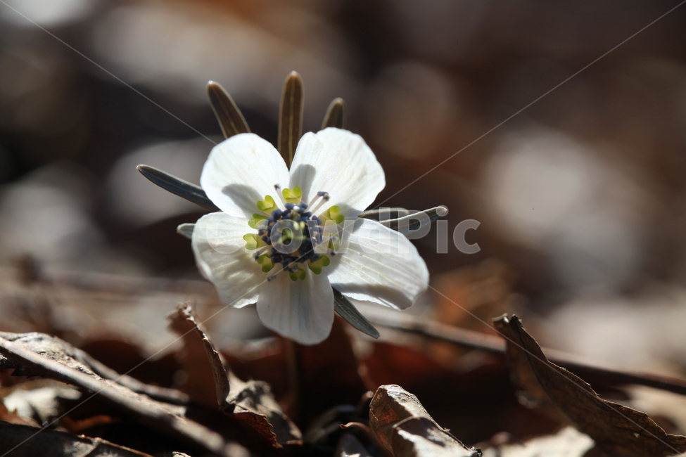 변산바람꽃,봄꽃,야생화,봄야생화,우리꽃,한국특산종,식물,자연,plants,nature,꽃,flower