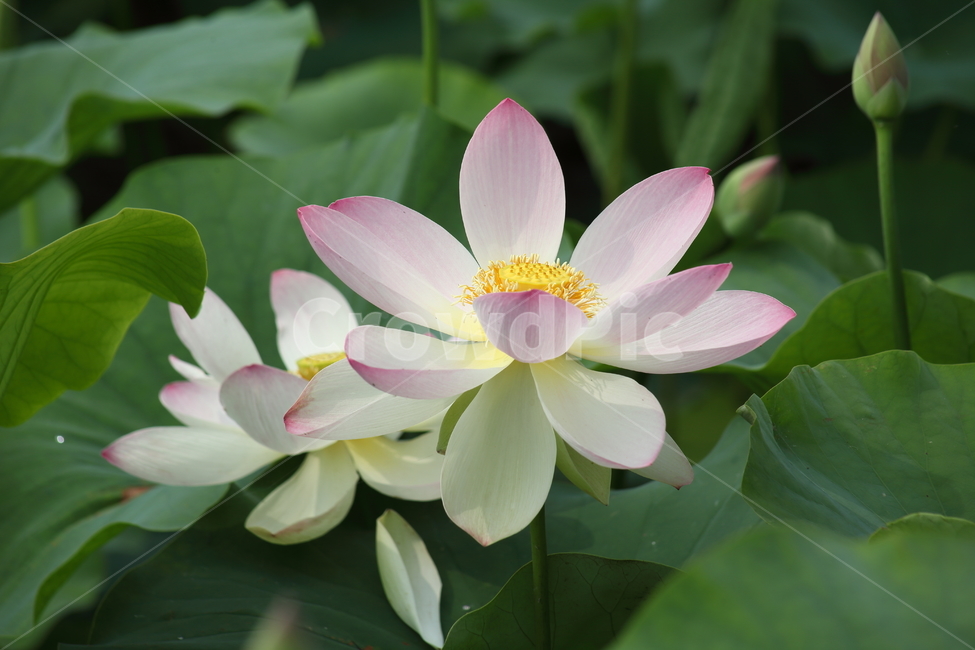 연,연꽃,수생식물,꽃,lotus